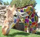 Rainbow Giraffe