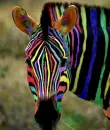 Rainbow Striped Zeebra