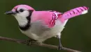 Pink Jay