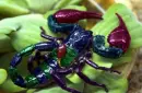 colorful scorpian