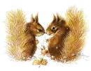 Squirrel