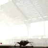 elephent