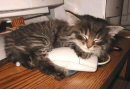 Kitty Sleeping on Mouse