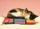 Kitty Sleeping On Pillow