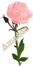 Amanda