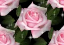 rosetile