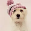 cute dog