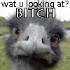 what you looking at?