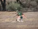 kangafly