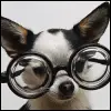 Chiwawa glasses