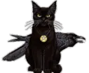 Black cat collar