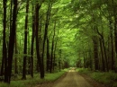 Green Forest