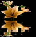 stargazers
