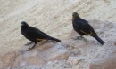 Black Birds with golden wings :)