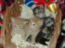 christmas kitties