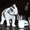 Kitty