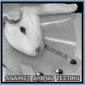 Against animal abuse