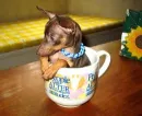 Min pin