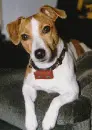 doggys