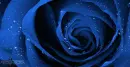 Blue Rose