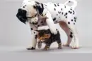Best Buddies.