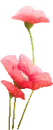 cute flowers