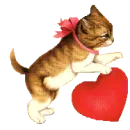 kitty