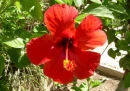 Hibiskus Flower
