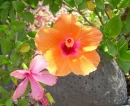 Hibiskus Flowers