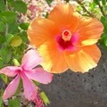 Hibiskus Flowers