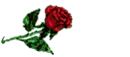 Anne rose