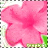 Tropical
