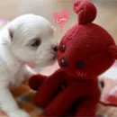 PUPPY KISSES
