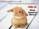 Stop Animal Abuse