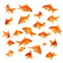 Goldfish