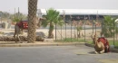 Camels at a gas station in Israel