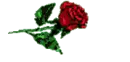 kim rose