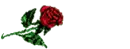 mary rose
