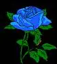 Red Rose