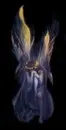 Dead fairy