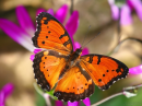 butterfy