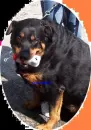 my sexy dog lol !