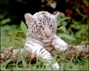 Cute Tiger