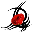 rose with black stripes