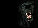 Black Panther