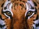 Tiger Eyes 44