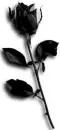 black rose
