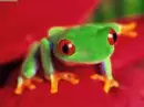 green tree frog