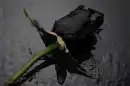 Black rose