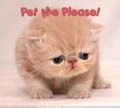 Cat - pet me